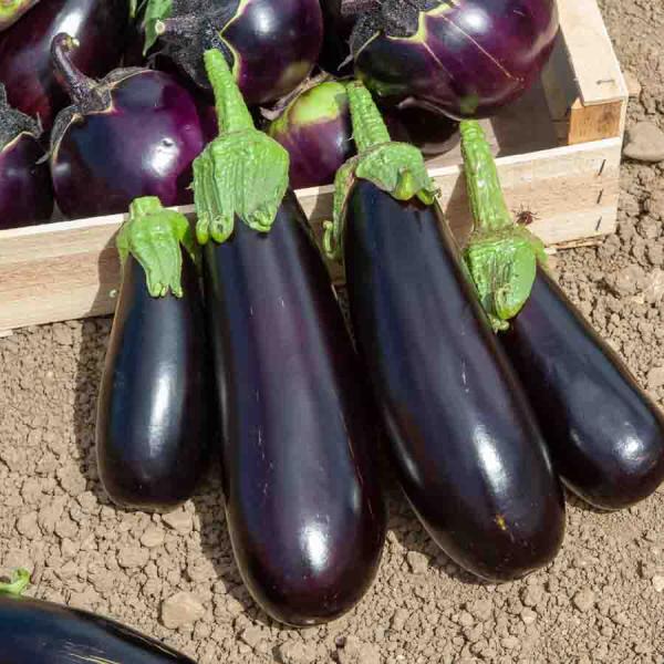 Potagères - Aubergine Avan HF1 - Graines d'Exception - face recto